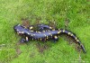 mlok skvrnitý (Obojživelníci), Salamandra salamandra (Amphibia)